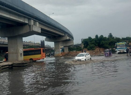 School Buses